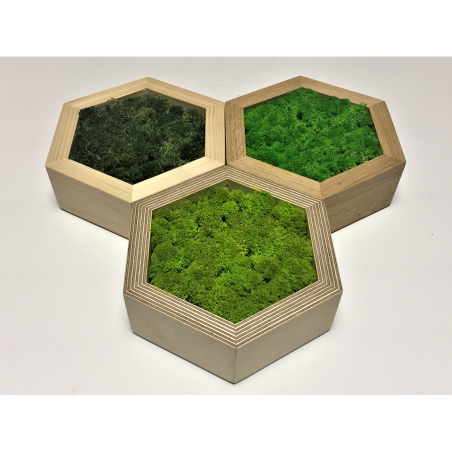 Machový 6-uholník z masívneho dubu